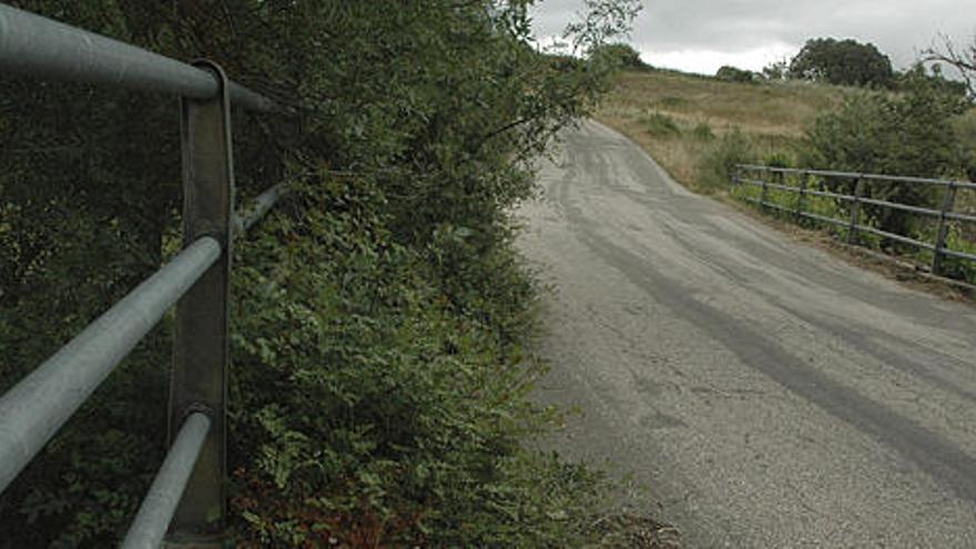 Invasión de maleza que ofrece en uno de sus puntos la vía que comunica Palazuelo de las Cuevas con Villarino Cebal.