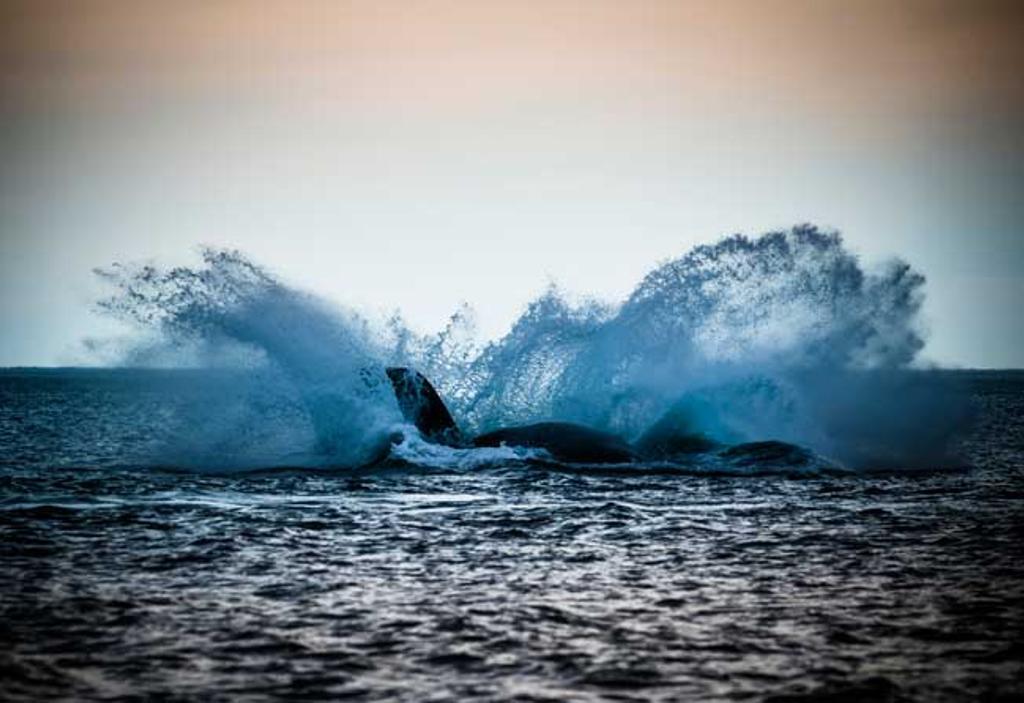 Las ballenas jorobadas son un impresionante espectáculo de la naturaleza que seguramente los integrantes de la Expedición VIAJAR podrán contemplar