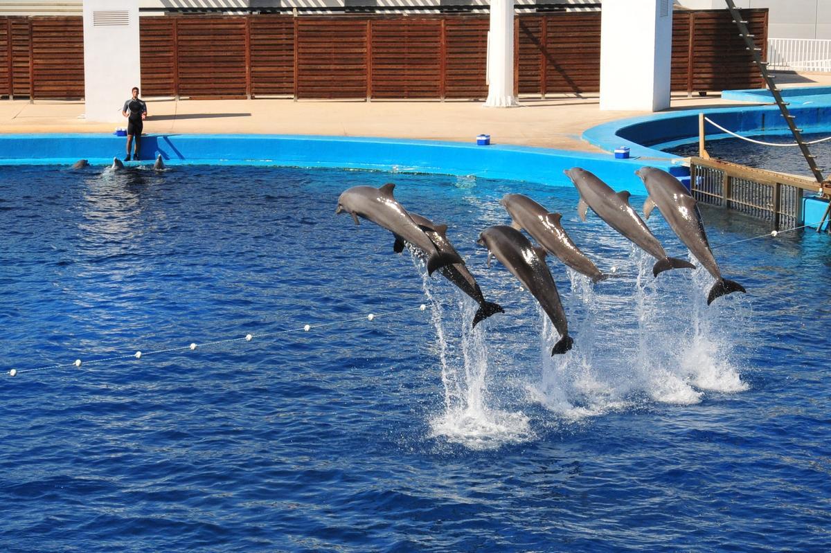Delfines en un acuario