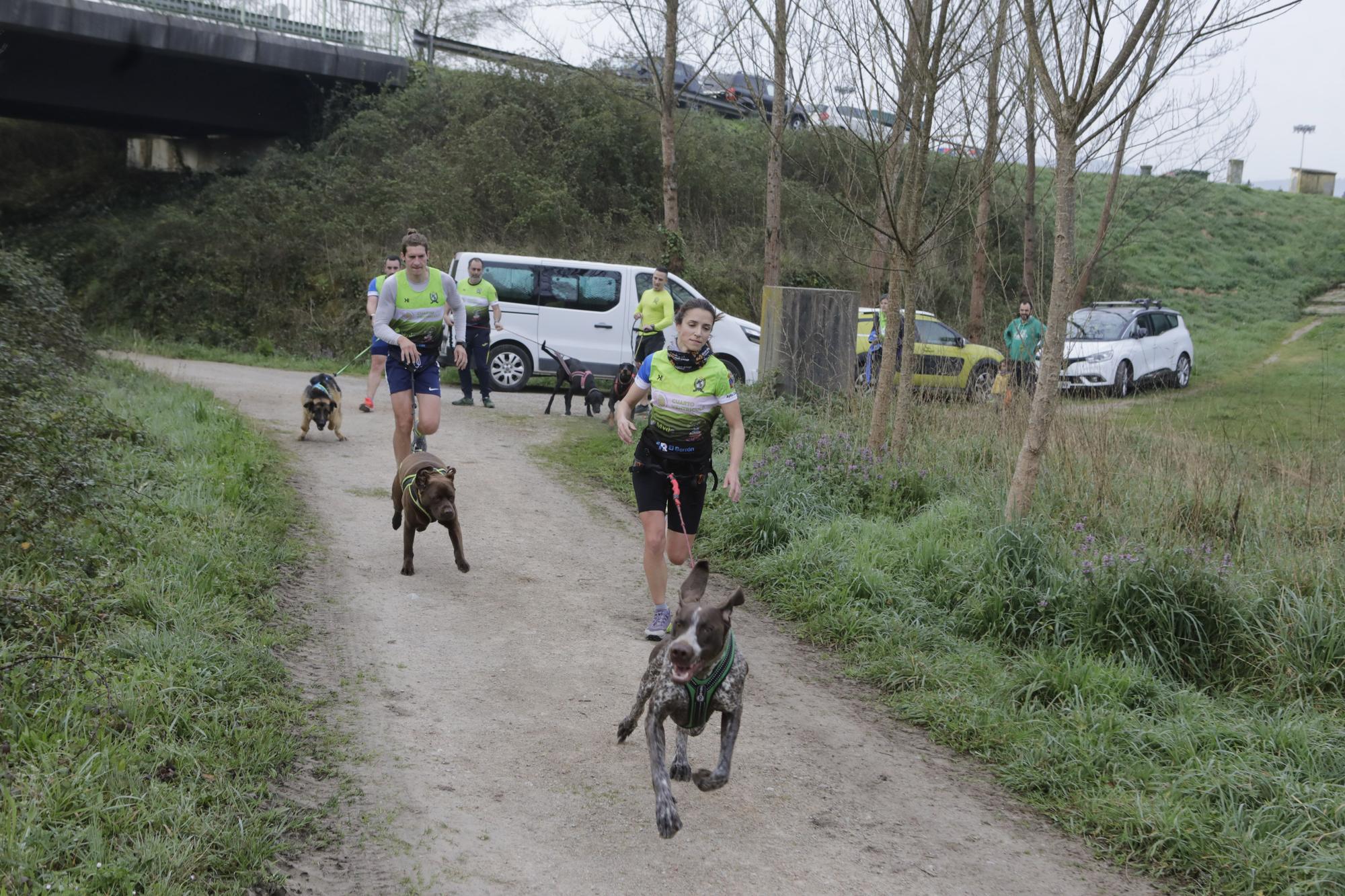 Los corredores del Celtastur de Llanera y sus perros preparan el Mundial en La Morgal: cuatro de sus integrantes estarán en la cita de Plédran (Francia)