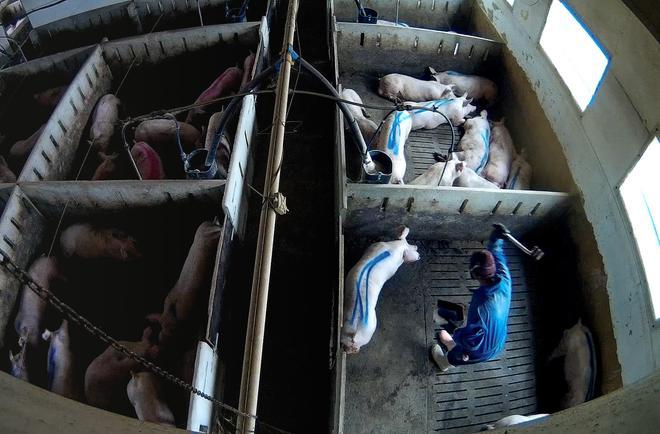 La granja del terror en Burgos con cerdos maltratados contaba con certificados de bienestar y salud animal