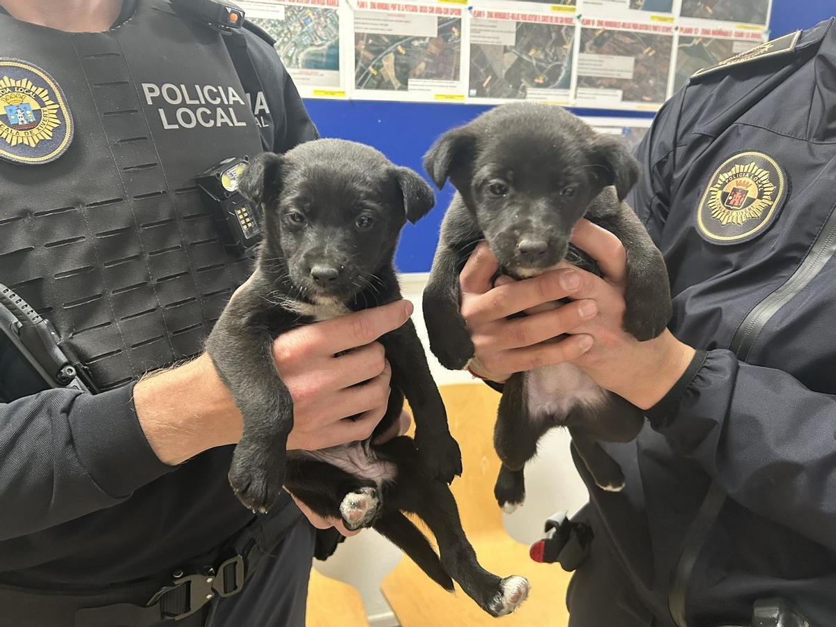 Cachorros rescatados por la Policía Local.