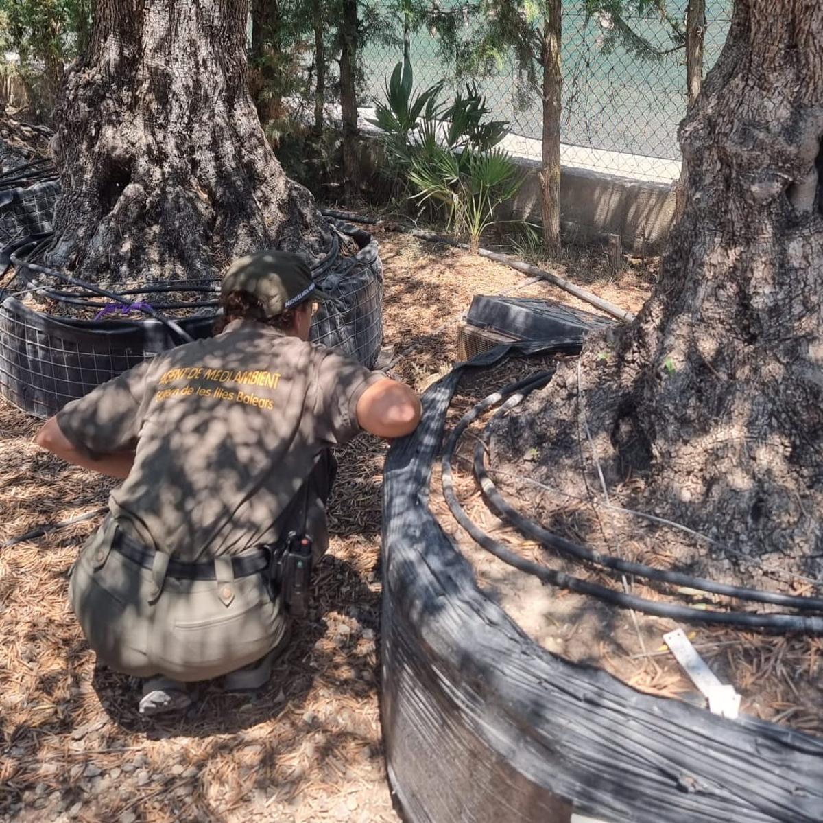 Momento de una inspección en un vivero.