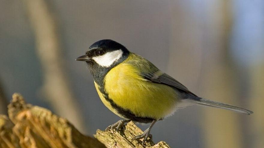 Las ciudades cambian la genética de las aves