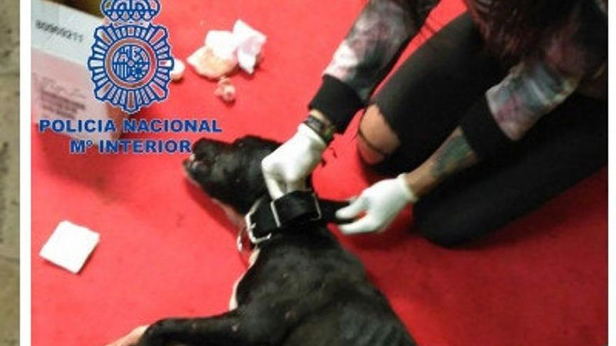 El lunes empieza el juicio por las peleas de perros en Tenerife y a nivel  nacional - El Día