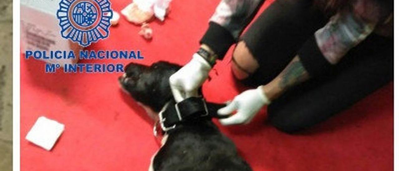 Perro peligroso tras una pelea en Güímar en febrero del 2017