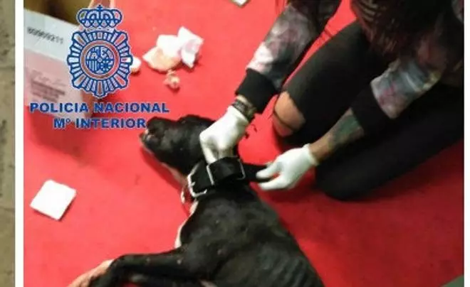 El lunes empieza el juicio por las peleas de perros en Tenerife y a nivel nacional