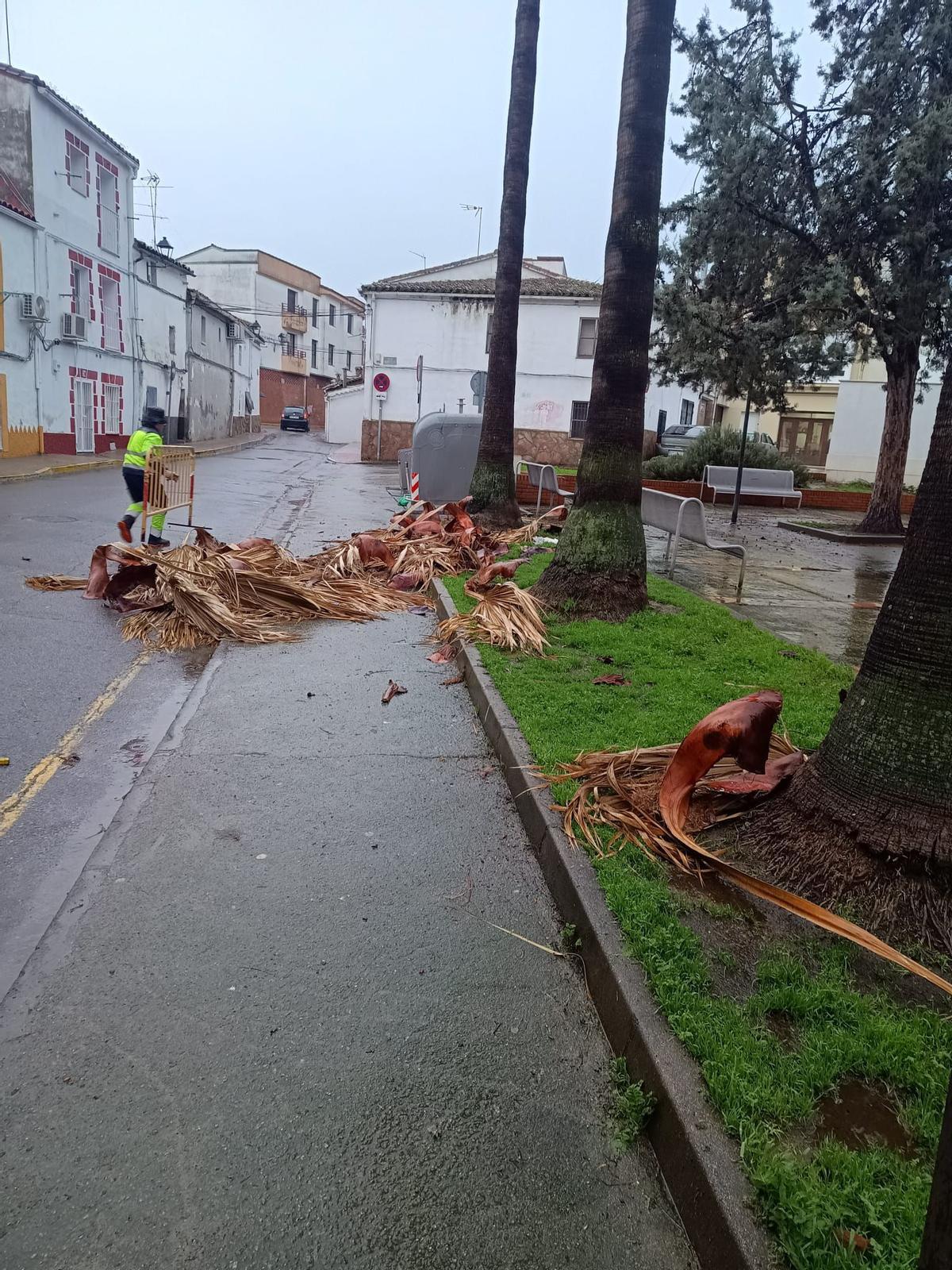 Un operario municipal retira hojas de palmera del suelo.