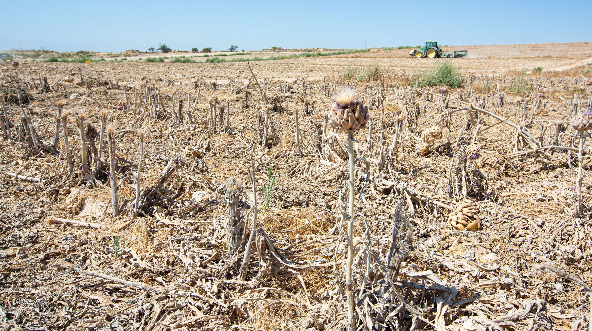 El calor amenaza los cultivos