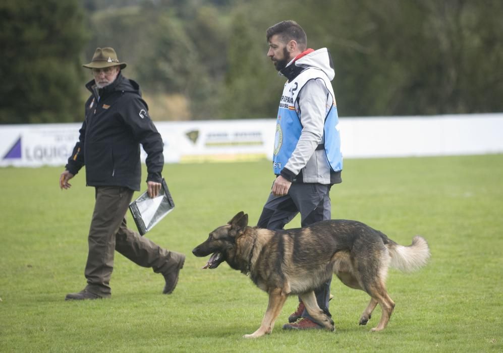 Copa de España de Trabajo para Perros de Utilidad