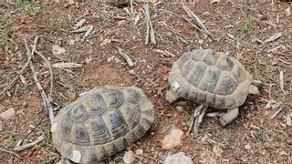 Tortugas, vencejos y erizos, los animales heridos que más se recuperan en Baleares