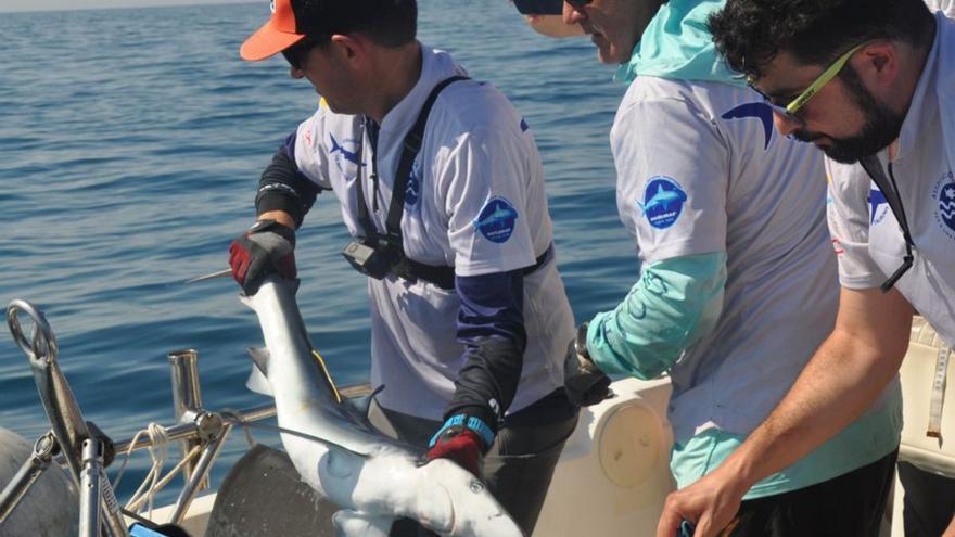 Retorn al mar d’una tintorera marcada. | AS. CATALANA PESCA RESPONSABLE