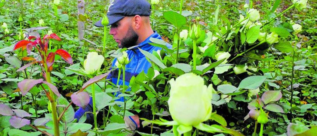 Un trabajador de J Flor recoge rosas en uno de los invernaderos de la empresa en los que cultivan hasta once variedades.