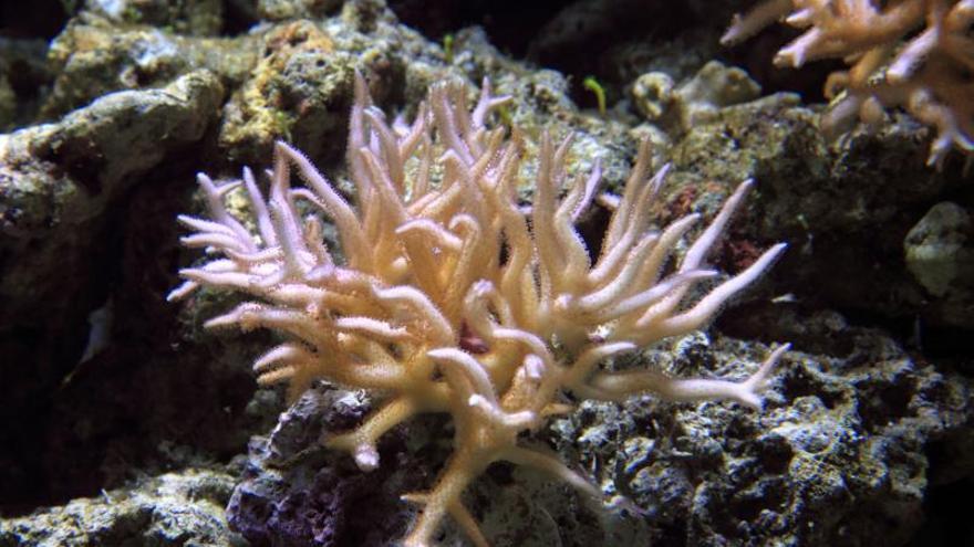 Tots els secrets del manteniment d’aquaris i la cura de corals