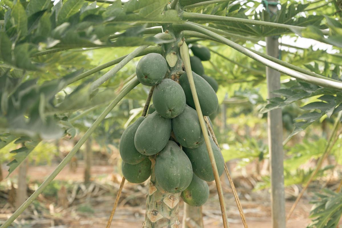 Cultivo papayas