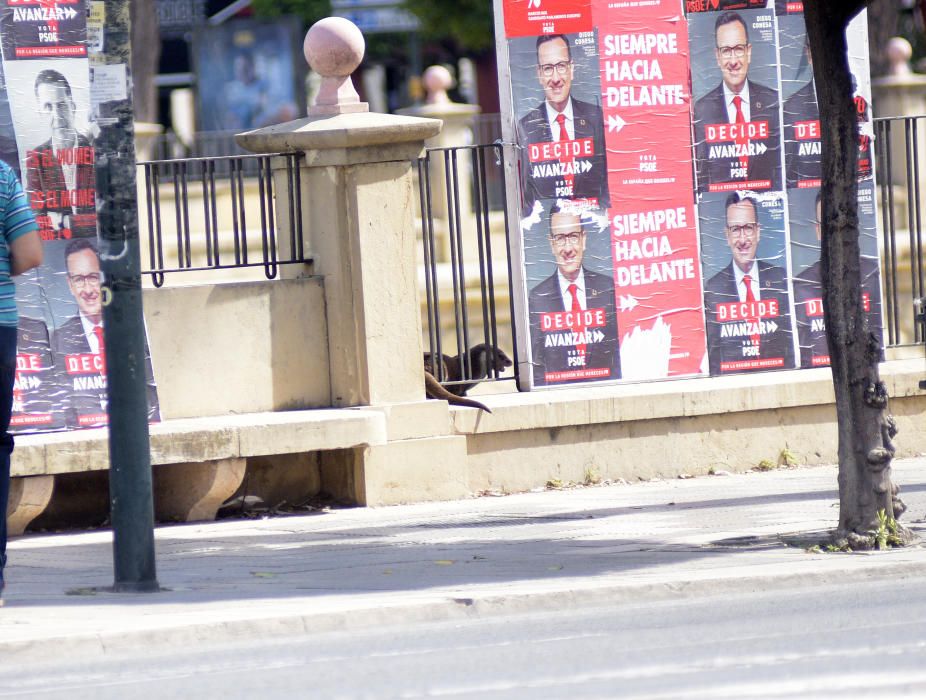 Sorpresa por una nutria suelta por Murcia