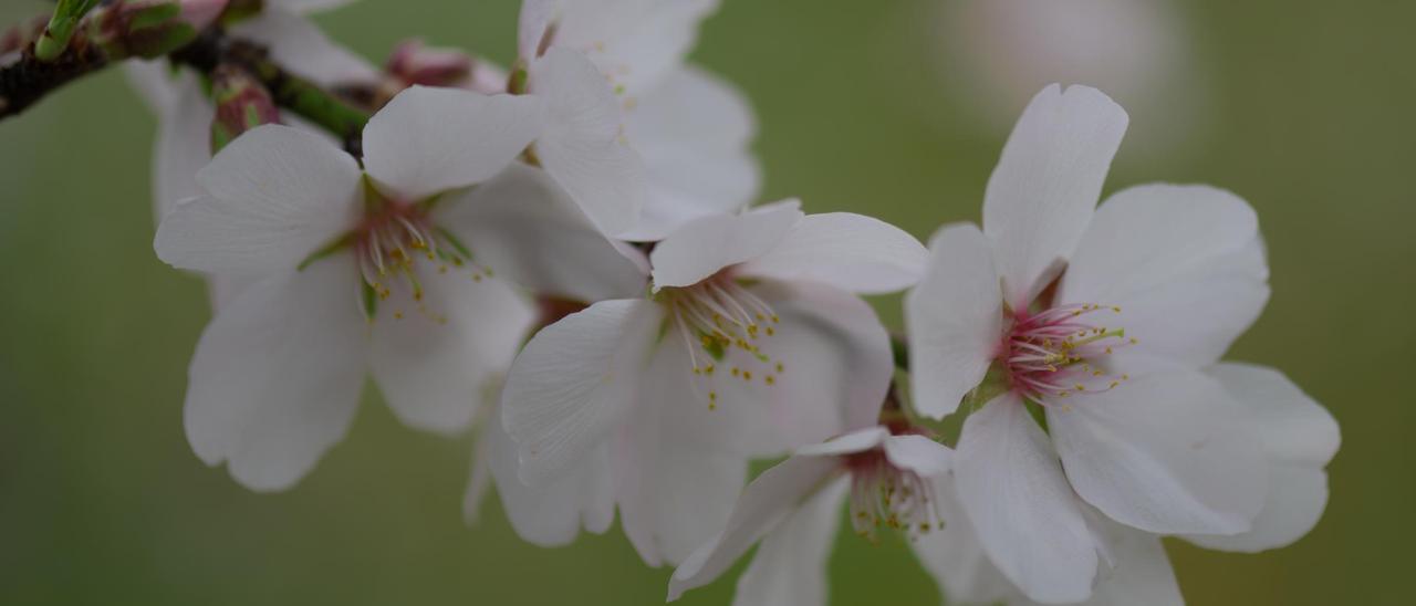 Flores de un almendro del pla de Corona