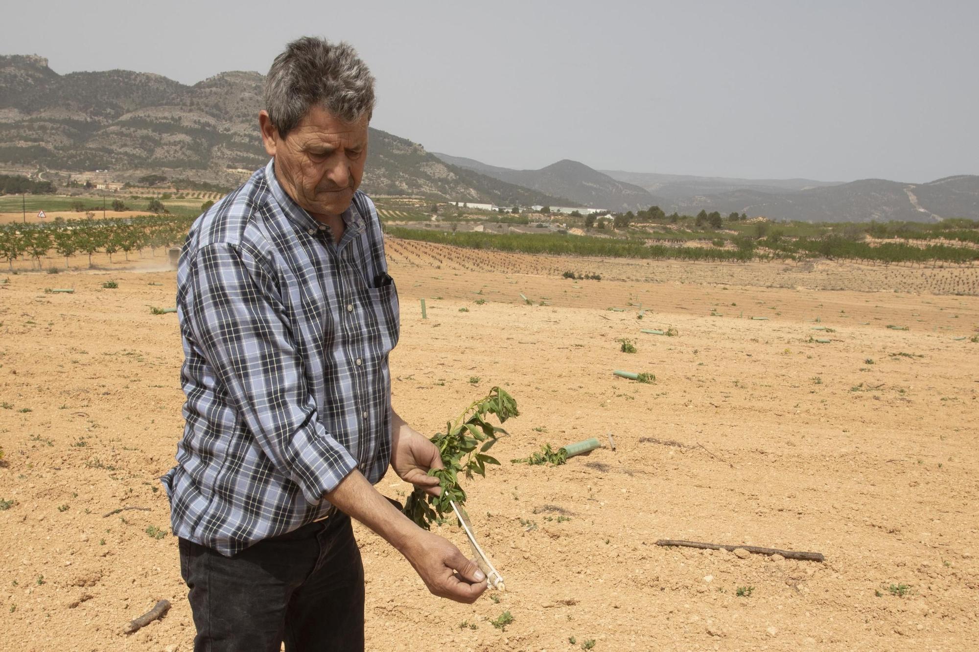 Cortan 280 plantones de almendros en un campo de la Font de la Figuera