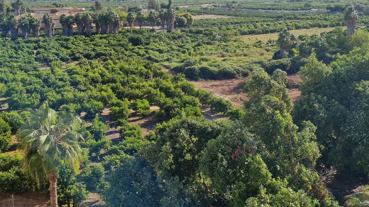 Término agrícola de Algemesí.
