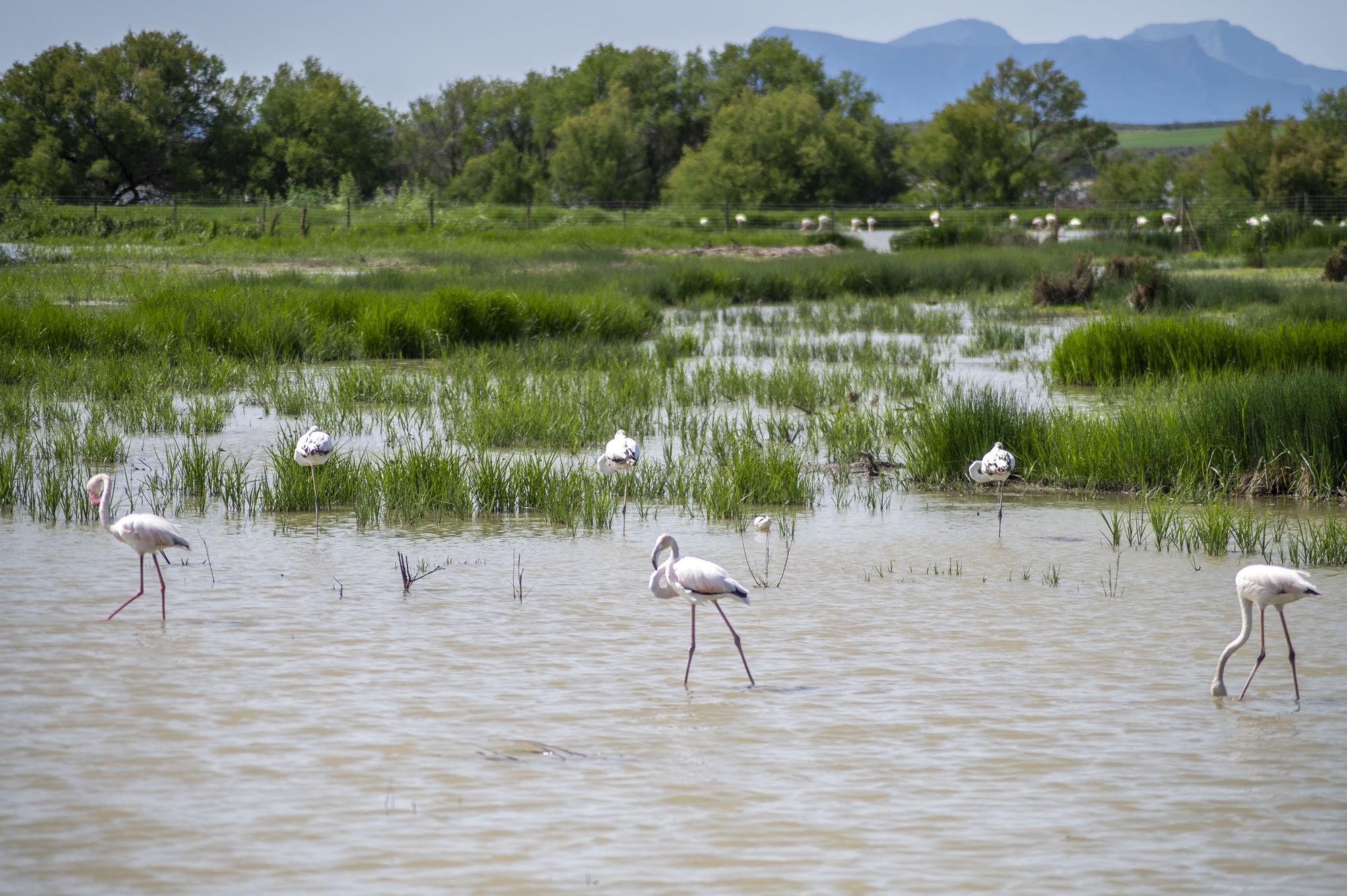 Flamencos en la Laguna de Fuente de Piedra, en abril de 2024.