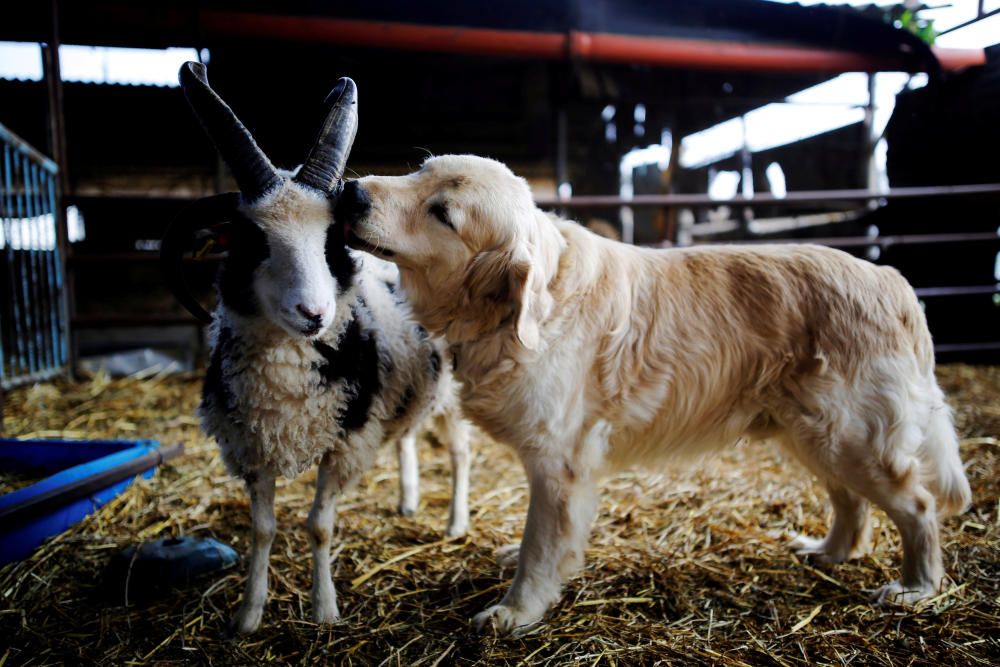 A dog licks the head of a Jacob sheep, in Ramot ...