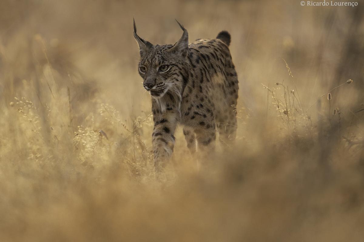 El lince, cuya conservación es un éxito que puede aplicarse a otras especies.