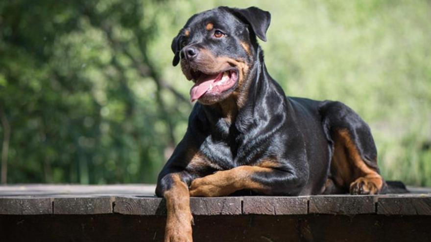 Dos rottweiler atacan a una niña y a sus padres: la madre resulta herida grave