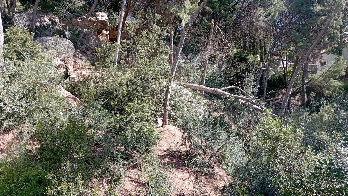 Pinos caídos o con una importante inclinación, en estos terrenos que la comunidad de Pinares de San Antón asegura que son municipales, en calle Serranía de Ronda.