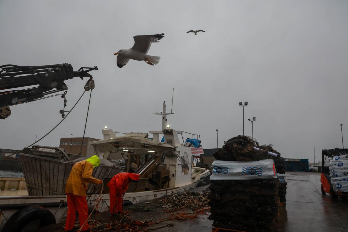 Descargas de mejillón en Porto Meloxo.