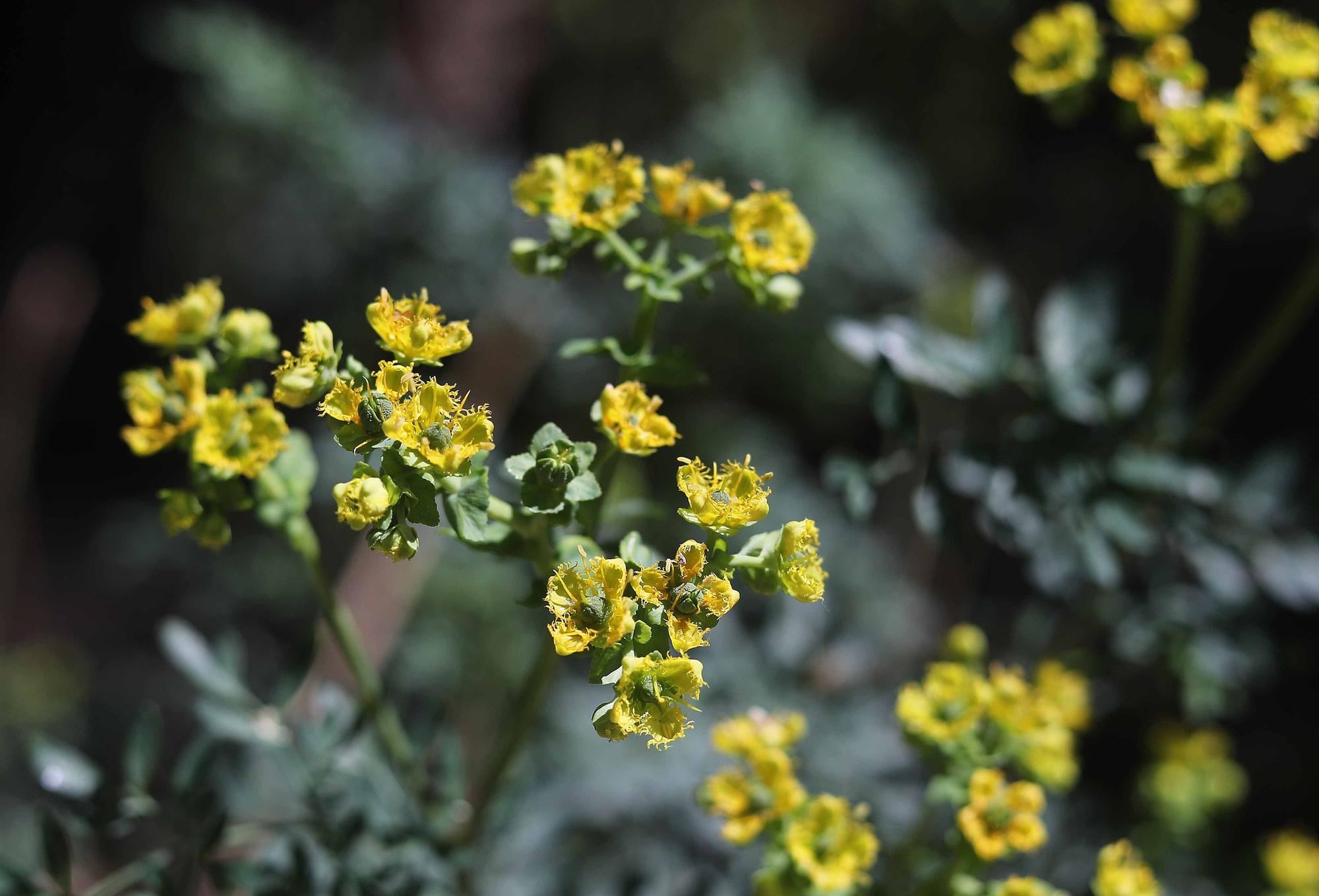 Las flores del Jardín Botánico en primavera