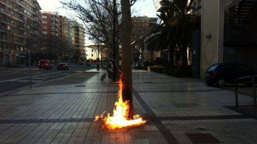 PRENDEN FUEGO A UN ALCORQUE EN MARÍA AGUSTÍN