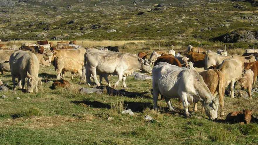 Ejemplares de vacuno pastan en la sierra de Porto.