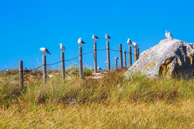 Isla Areoso, Galicia