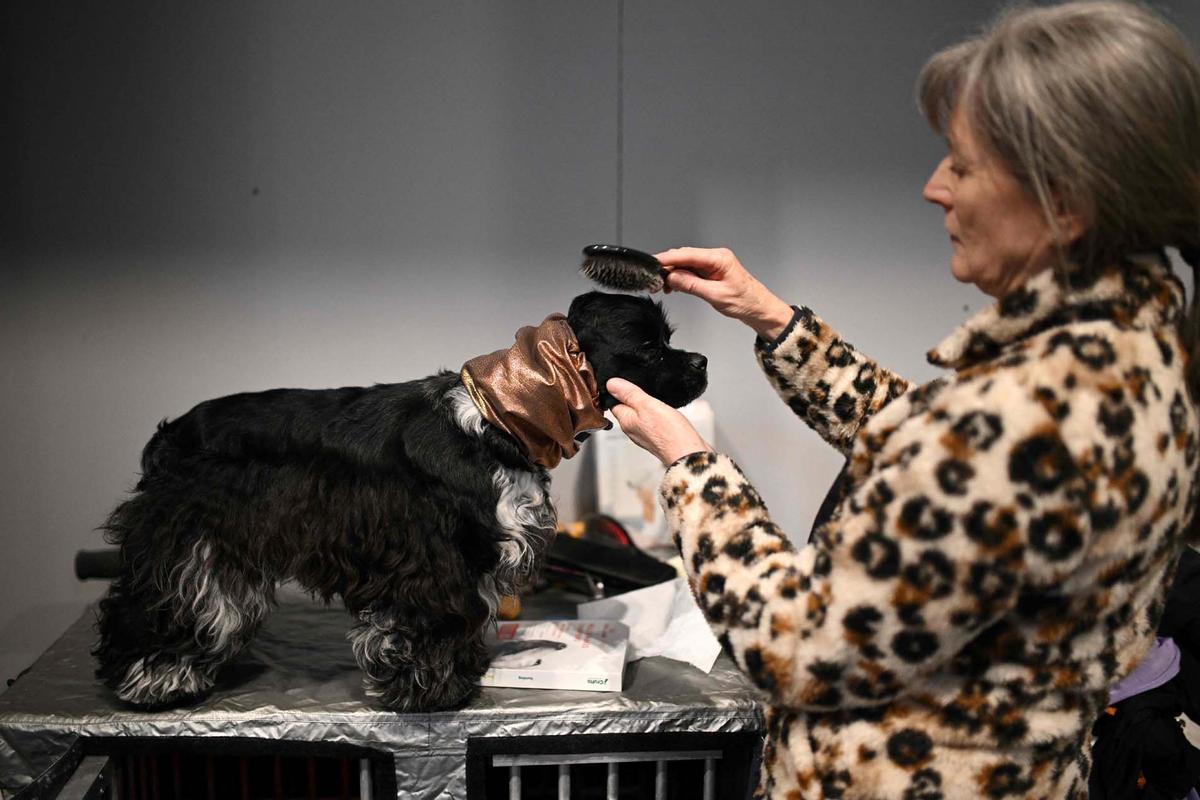 Exposición canina en el Centro Nacional de Exposiciones de Birmingham