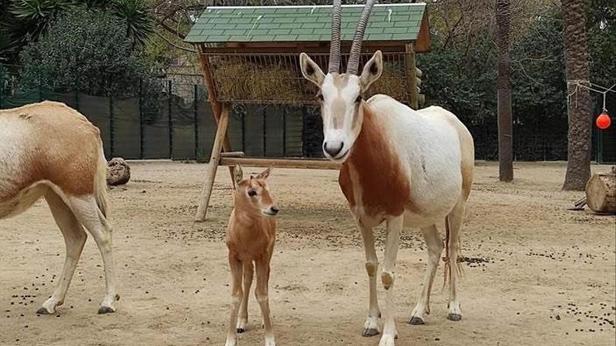 Nace en el Zoo de Barcelona una cría de oryx blanco, especie extinguida en la naturaleza