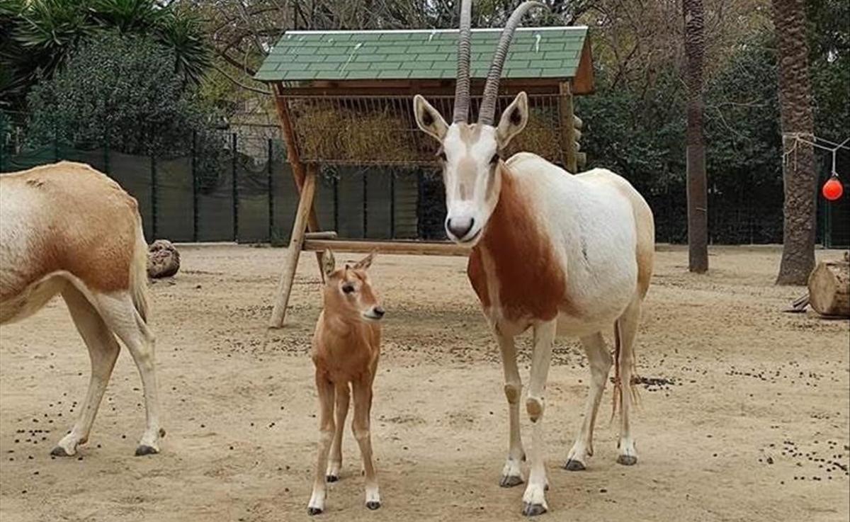 Nace en el Zoo de Barcelona una cría de oryx blanco, especie extinguida en la naturaleza.