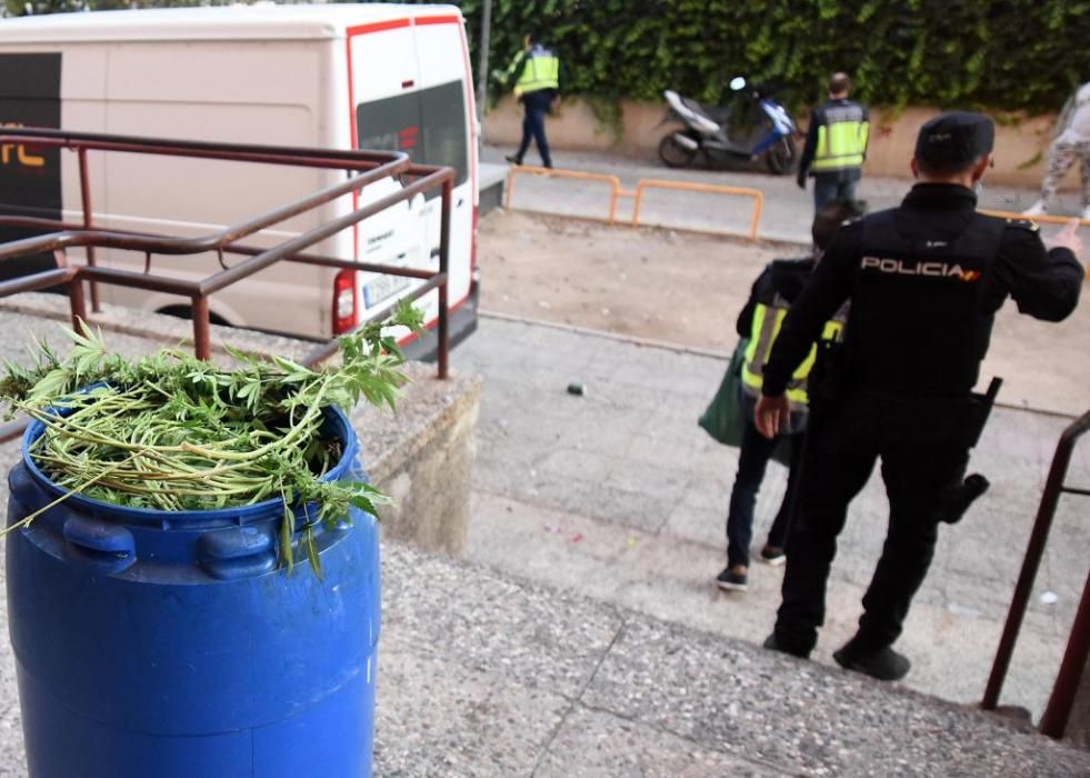 Hallan 300 plantas de marihuana en una casa del barrio del Infante de Murcia