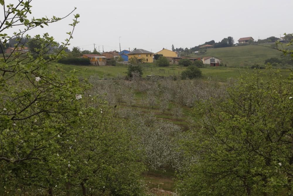 Manzanos en flor en Serín