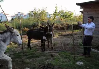 La nueva familia de burros de A Toxa agrada fuera de O Grove