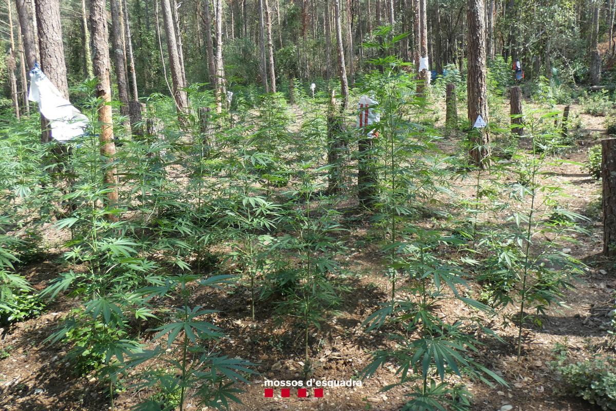 La plantació de marihuana ubicada en una zona boscos i aïllada d'Albanyà