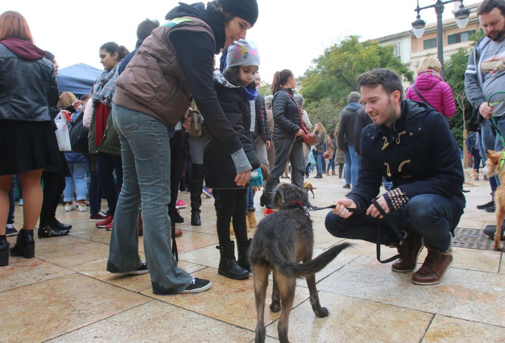 Pasarela Navideña canina en la Merced