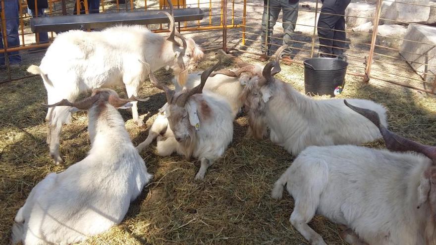 Algunos de los ejemplares de la Fira de Ramat de Llíria.