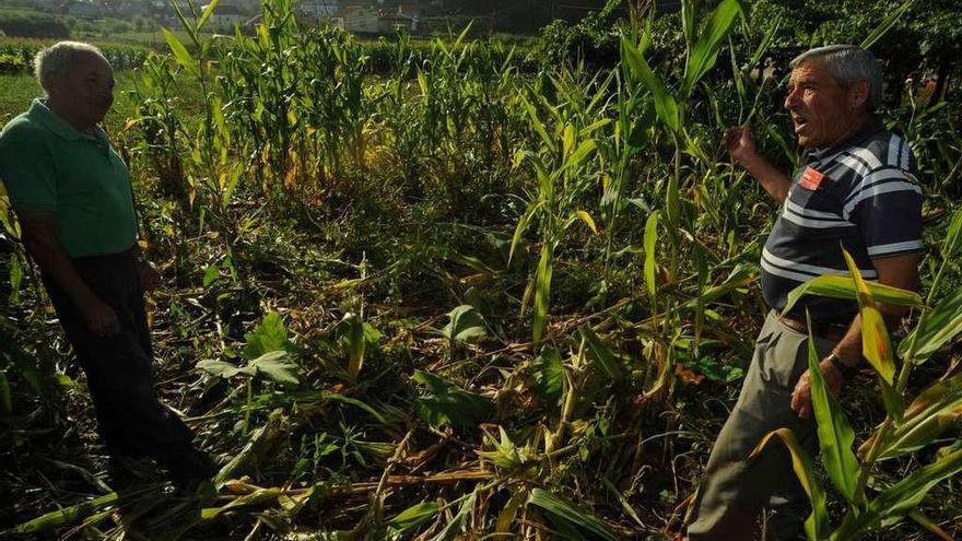 Vecinos de Castroagudín muestran los destrozos que los jabalíes hicieron en sus fincas. // Iñaki Abella