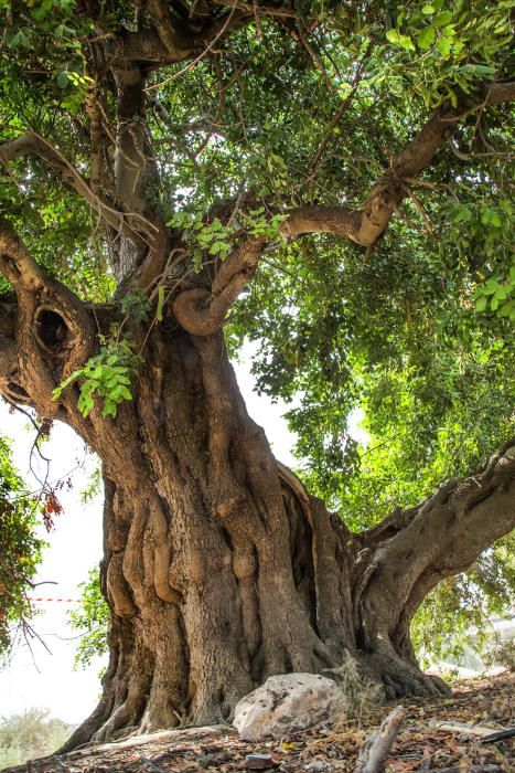 Guardamar protege un árbol monumental