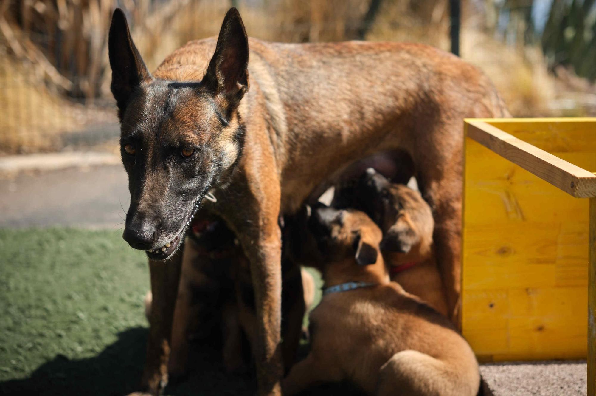 Estos son los nuevos cachorros de la Unidad Canina de la Policía Local de Santa Cruz