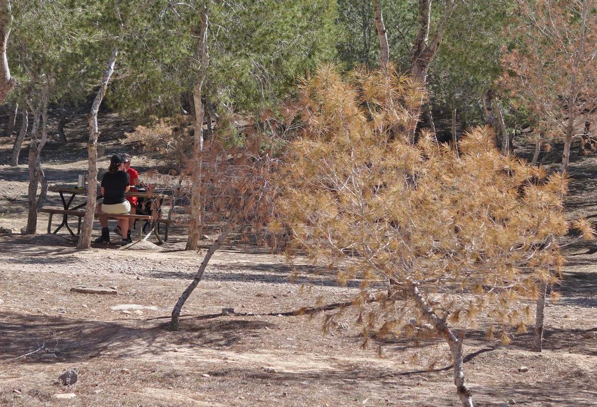 Un árbol afectado en 2015 en el paraje de La Pilarica de Benejúzar, donde causó estragos.