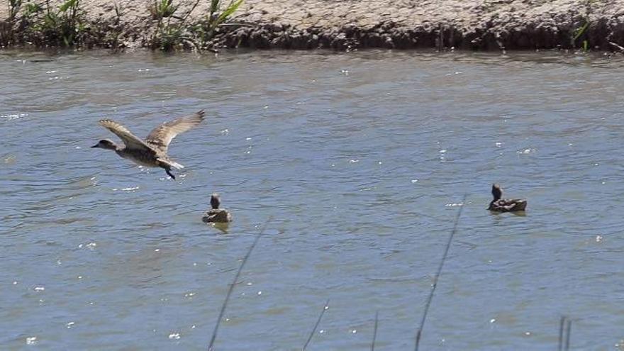 El Consell dará a Riegos de Levante 175.000 euros para mantener el caudal ecológico en El Hondo