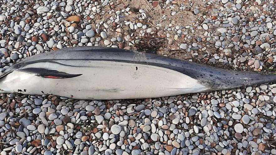 Delfín listado aparecido ayer en las playas del norte de Sagunt. | LEVANTE-EMV