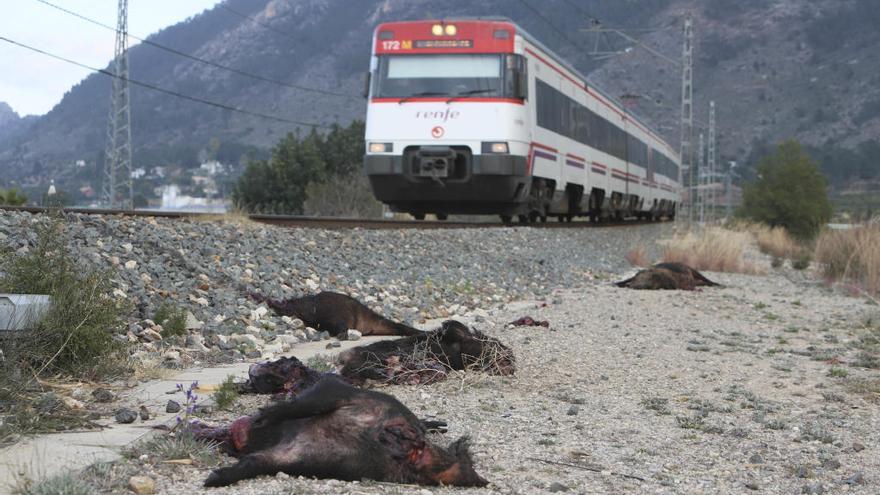 El atropello de una manada de jabalíes en Xàtiva avería y obliga a trasbordar un tren de cercanías