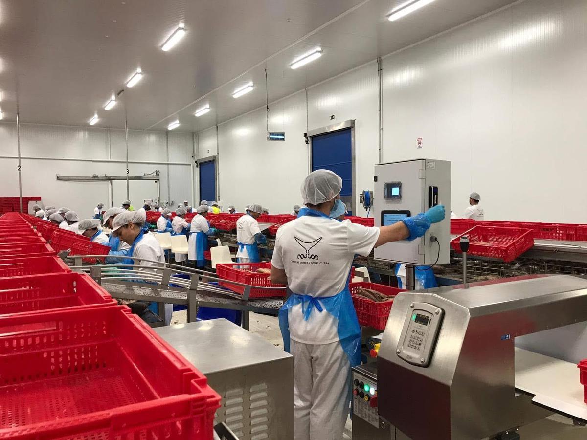 Trabajadoras en la factoría de Central Lomera Portuguesa.